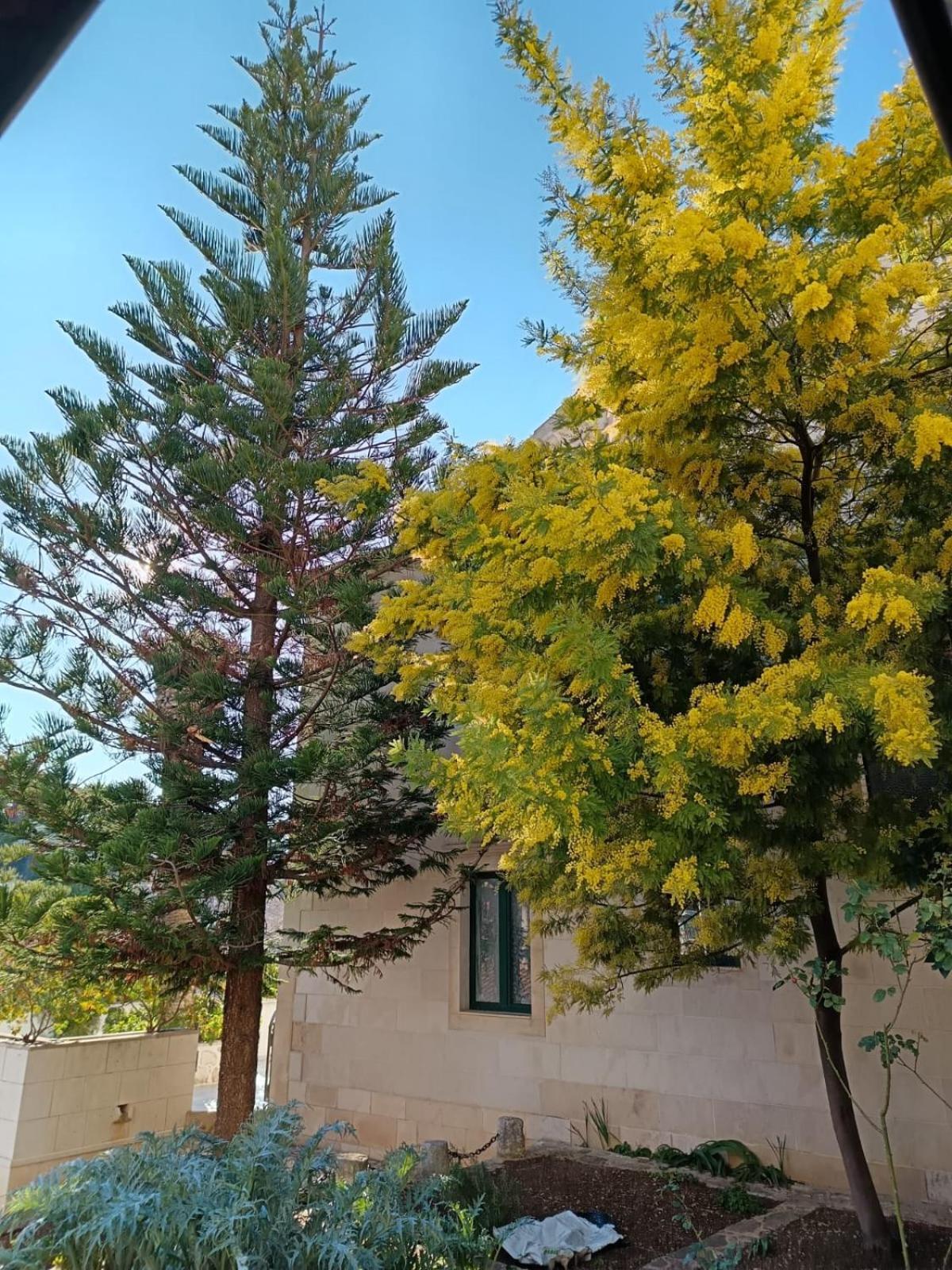 Domus Marini Hvar Town